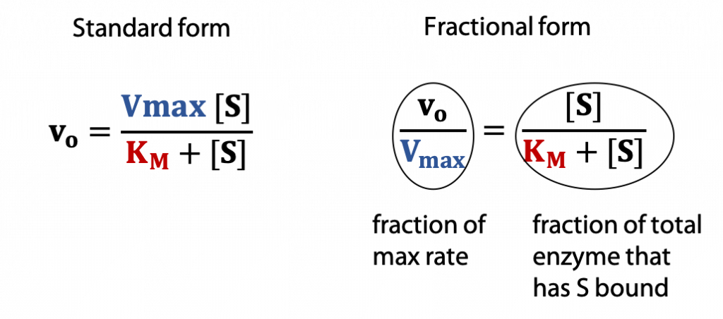 Enzyme Kinetics The Michaelis Menten Equation Bioc