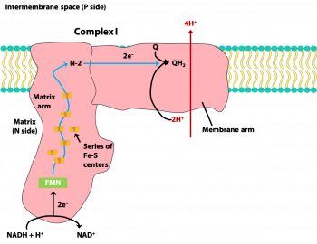 Oxidative Phosphorylation The Electron Transport Chain Bioc