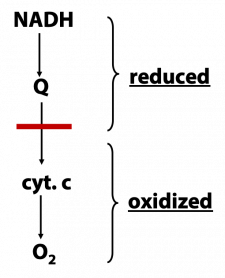 Oxidative Phosphorylation The Electron Transport Chain Bioc