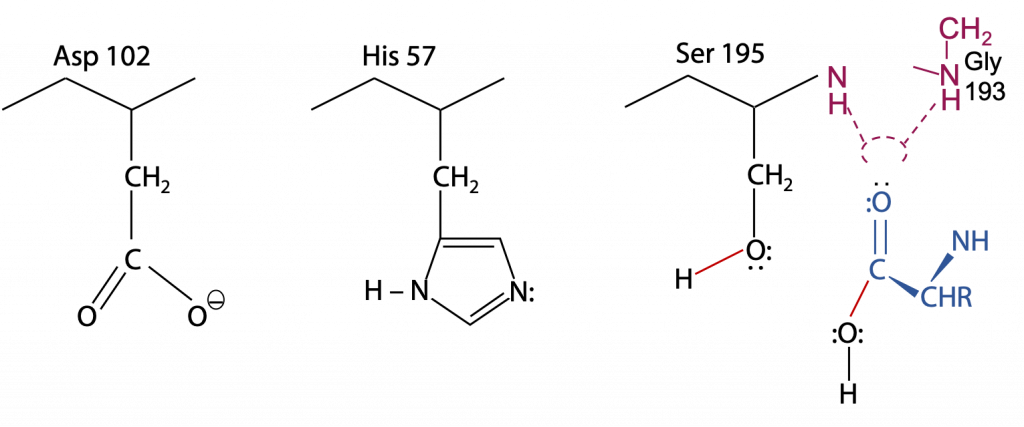 The Catalytic Mechanism Of Chymotrypsin Measuring Activity Bioc