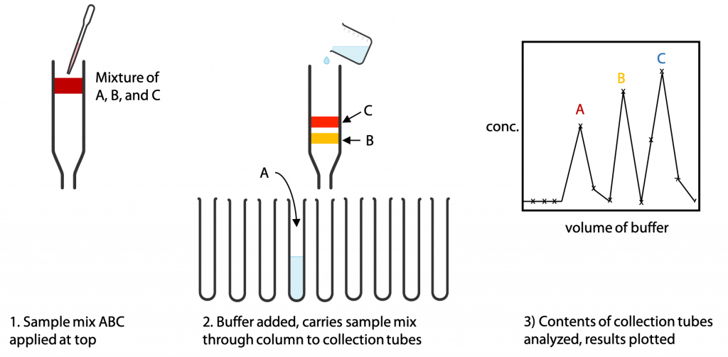 Separation And Detection Of Amino Acids BIOC 2580 Introduction To