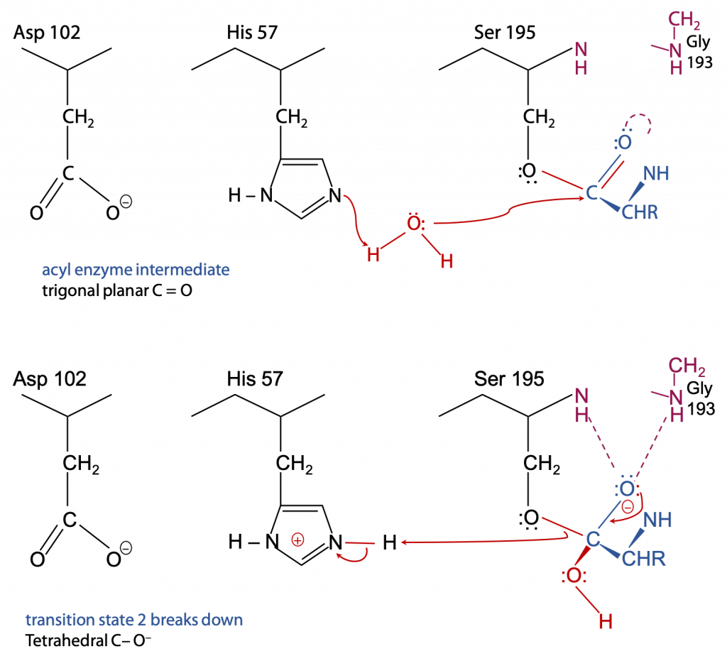 The Catalytic Mechanism Of Chymotrypsin Measuring Activity Bioc