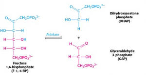 Glycolysis Bioc Introduction To Biochemistry