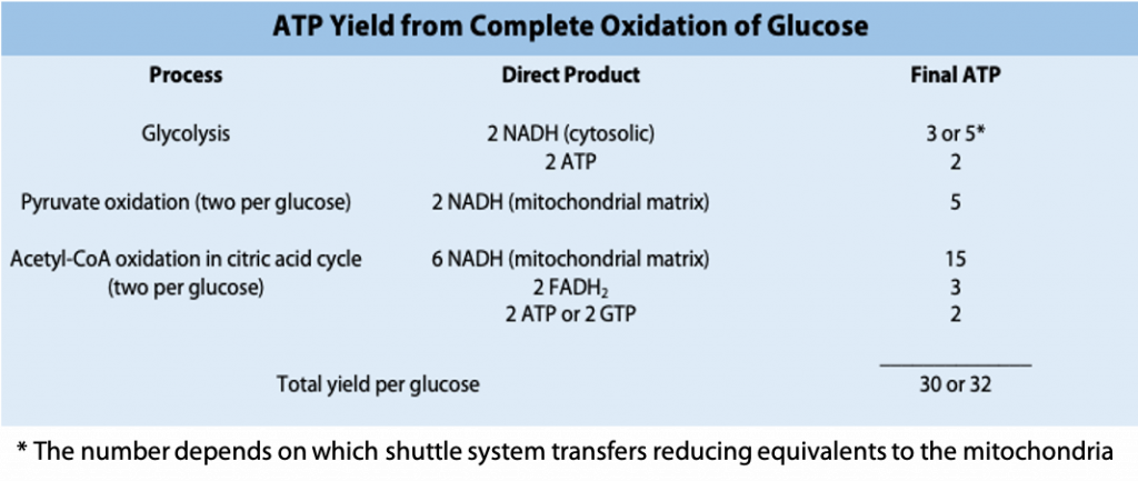 The Overall Efficiency Of Oxidative Phosphorylation BIOC 2580