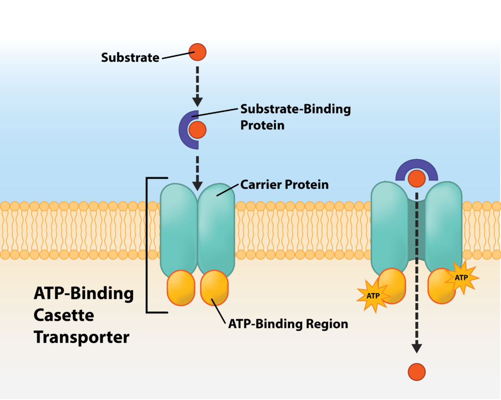 Abc Type Transport System