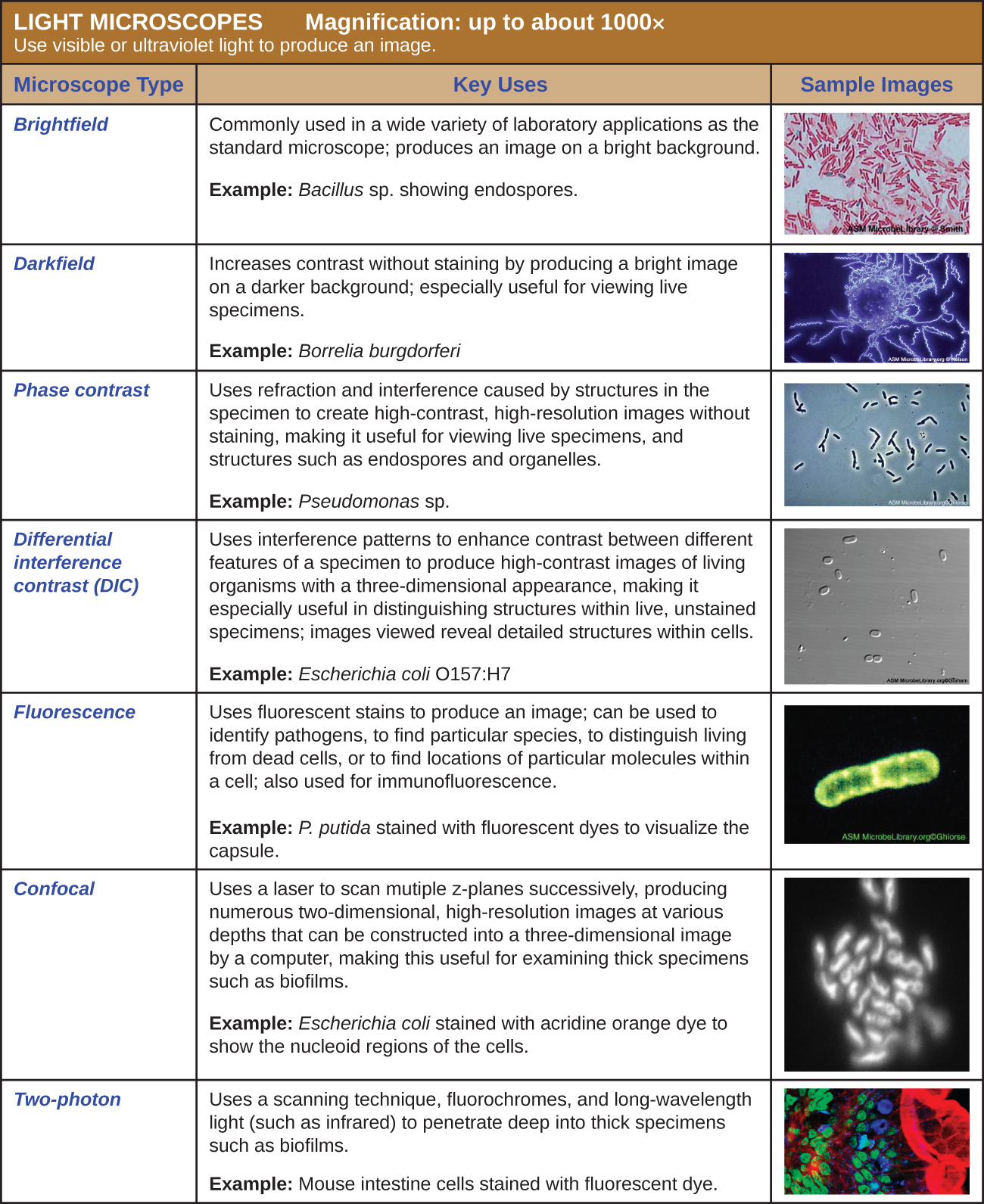 Instruments Of Microscopy Microbiology Canadian Edition