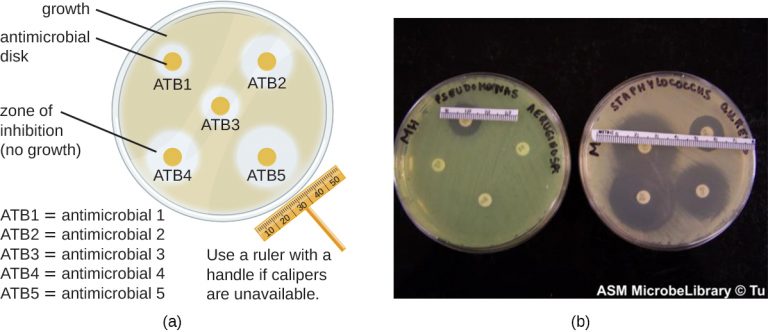 14 4 Testing The Effectiveness Of Antiseptics And Disinfectants