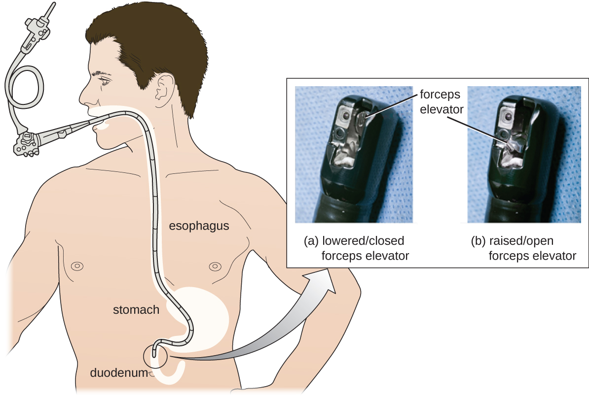 Testing The Effectiveness Of Antiseptics And Disinfectants