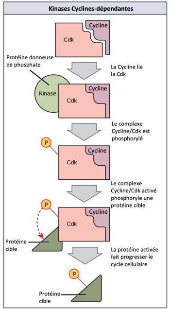 Le Contr Le Du Cycle Cellulaire Introduction La Biologie