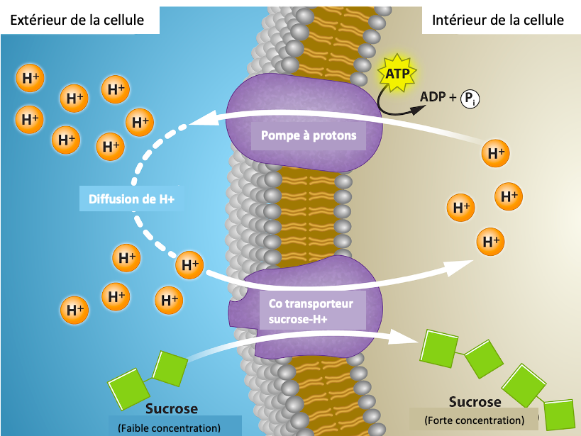 5 3 Transport actif Introduction à la biologie cellulaire et moléculaire