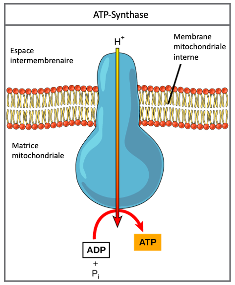 Phosphorylation Oxydative Introduction La Biologie Cellulaire