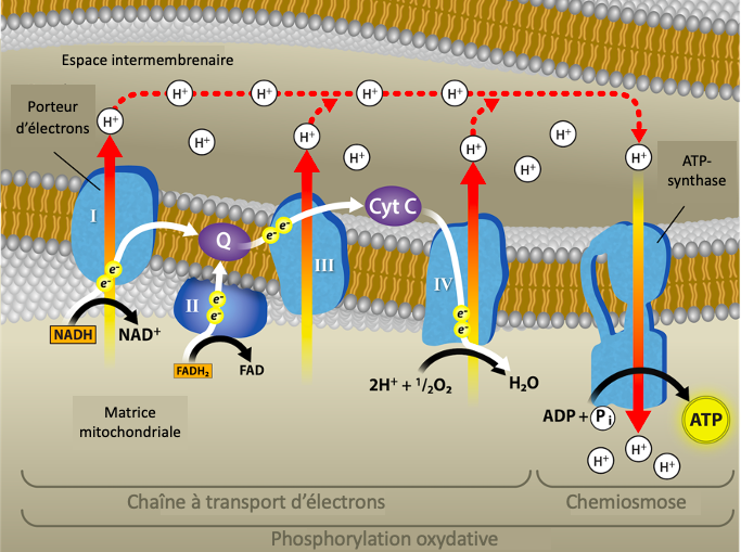 7 4 Phosphorylation oxydative Introduction à la biologie cellulaire