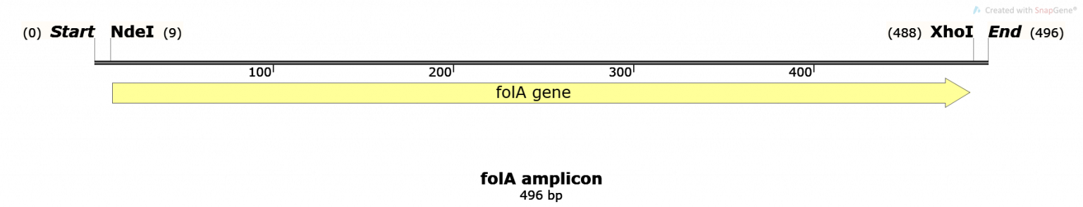 Chapter Background Expected Dna Band Sizes Bbs Oer Lab Manual