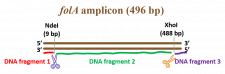 Chapter Background Expected Dna Band Sizes Bbs Oer Lab Manual