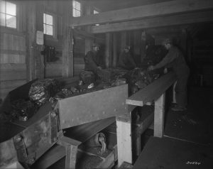 Coal sorters at work at the Atlas mine in Alberta, n.d.
