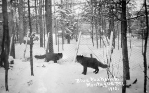 A picture of two fenced-in foxes in the snow, reading, "Blue Fox Ranch, Montague PEI, 1910."