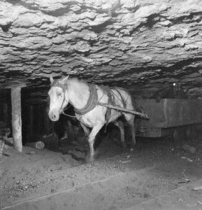 A pony pulls a cart through a mine