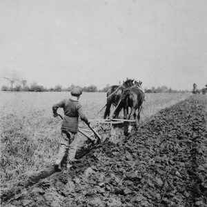 A boy ploughing a field