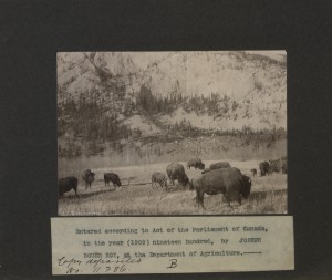 Photo of bison in a field