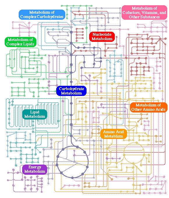 introduction-to-metabolism-metabolic-pathways-bioc-2580