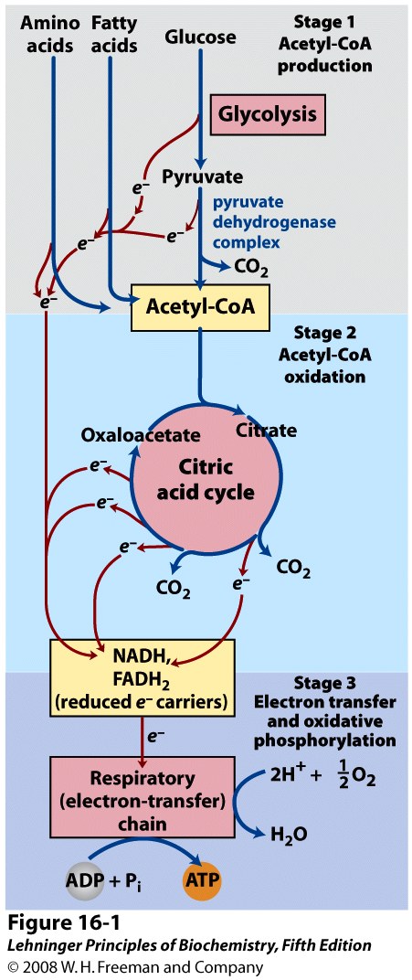 glycolysis citric acid cycle electron transport chain
