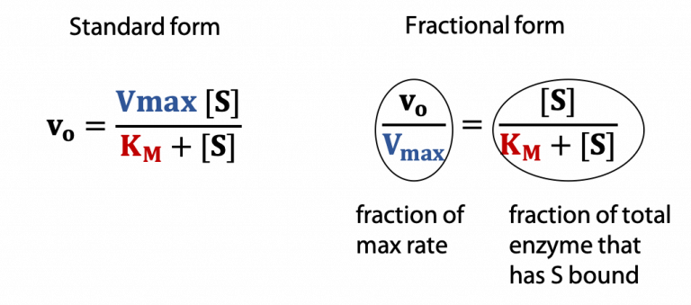 Enzyme Kinetics & The Michaelis-Menten Equation – BIOC*2580 ...