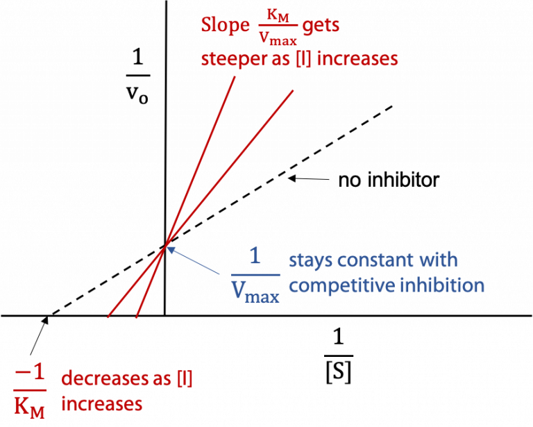 Experimental Enzyme Kinetics; Linear Plots And Enzyme Inhibition – BIOC ...