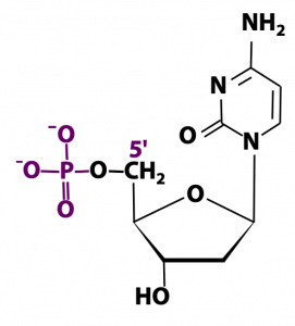 Chemistry of nucleic acid bases, nucleotides & polynucleotides – BIOC ...