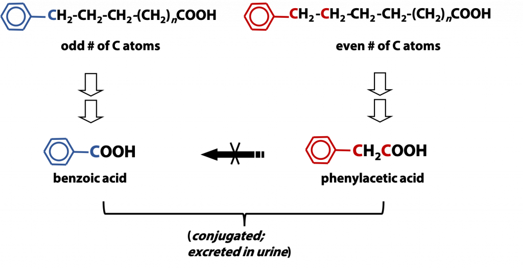 Fatty Acid Beta Oxidation – BIOC*2580: Introduction To Biochemistry