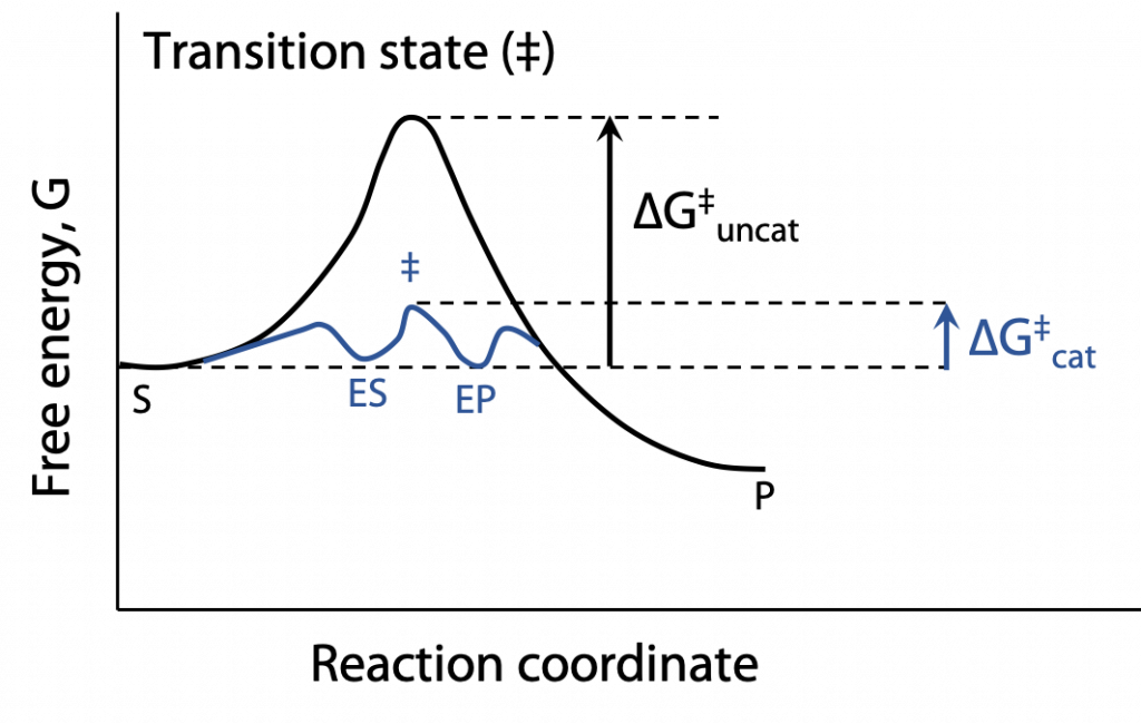 Protein binding & Recognition Chemical Basis of Enzyme Catalysis