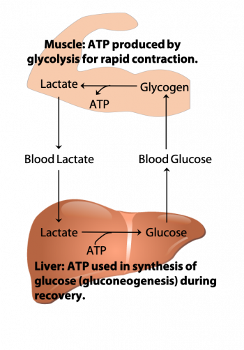 Glycolysis – BIOC*2580: Introduction to Biochemistry