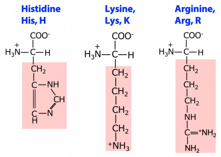 Biological Macromolecules And Amino Acids – BIOC*2580: Introduction To ...