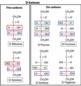 Carbohydrate Chemistry: simple sugars, rings and glycosides – BIOC*2580 ...