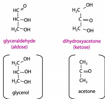 Carbohydrate Chemistry: simple sugars, rings and glycosides – BIOC*2580 ...