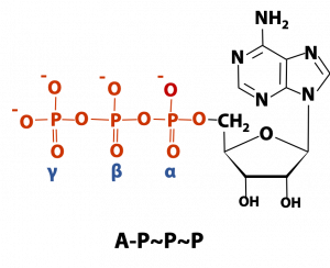 ATP as Cellular Energy Currency – BIOC*2580: Introduction to Biochemistry