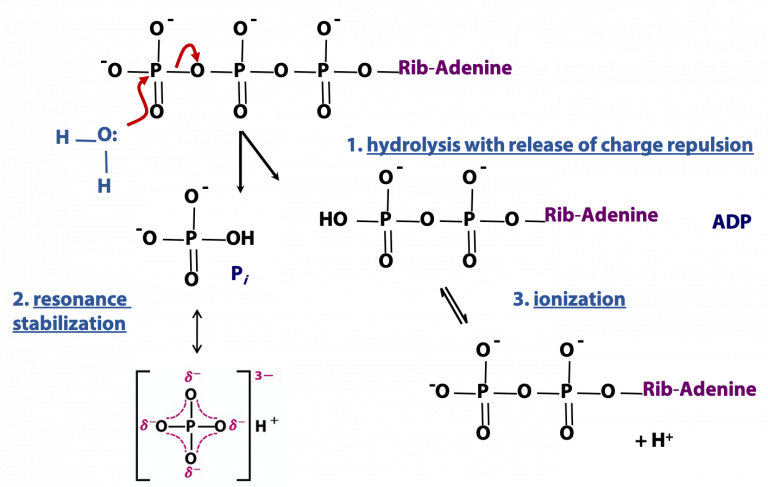 ATP as Cellular Energy Currency – BIOC*2580: Introduction to Biochemistry