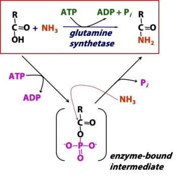 ATP as Cellular Energy Currency – BIOC*2580: Introduction to Biochemistry