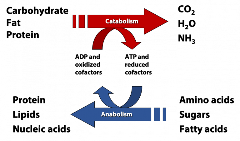 Introduction To Metabolism: Metabolic Pathways – BIOC*2580 ...