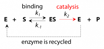 The Michaelis Menten Equation Curve For Enzyme Activity On Y Axis And
