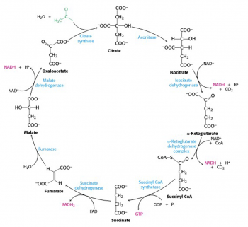 The Citric Acid Cycle – BIOC*2580: Introduction to Biochemistry