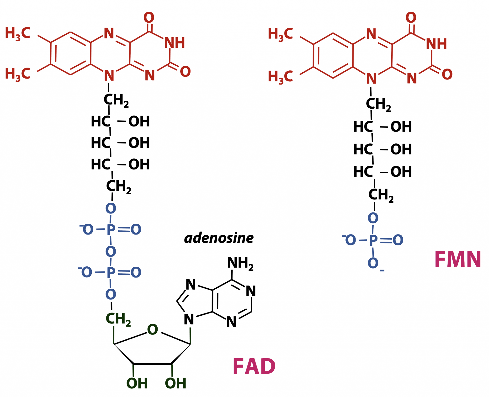 Adenosine Containing Cofactors BIOC*2580: Introduction to Biochemistry Adenosine Containing Cofactors BIOC*2580: Introduction to Biochemistry