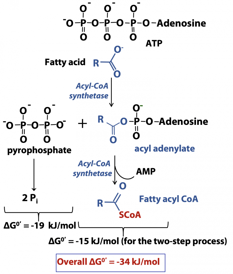 Fatty Acid Beta Oxidation – BIOC*2580: Introduction To Biochemistry