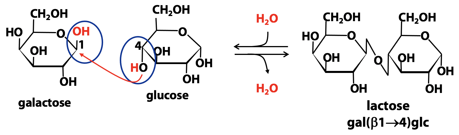 Sugar Part in Carbohydrates