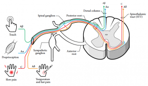 An illustration depicting pain transmission along different fiber systems. A-delta fibers carry temperature and fast pain. A-beta fibers carry touch. A-alpha fibers are associated with proprioception. C fibers carry slow pain. C and A-delta fibers ascend to the spinothalamic tract. A-beta and A-alpha fibers ascend to the dorsal column
