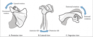 A 3-panel illustration of the scapula showing direction of movement. Left panel: posterior view showing upward and downward rotation. Centre panel: lateral view showing anterior and posterior tilt. Right panel: superior view showing external and internal rotation