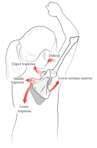 Illustration showing a person from the waist up, posterolateral view of the right side. The person has their right arm in the air. The scapula and humerus are shown. The the following muscles are listed and arrows show their role in upward rotation of scapula: Upper trapezius, deltoid, middle trapezius, lower trapezius, and lower serratus anterior