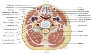 A transverse section of the neck with labels identifying the anatomical structures. Muscles, blood vessels, and nerves are labelled.