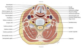 Clinically Relevant Anatomy of the Head and Neck Structures Involved in ...