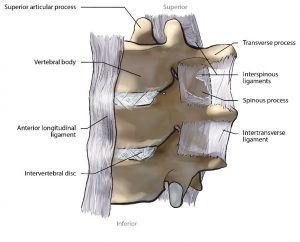 Illustration of 3 stacked cervical vertebrae with associated ligaments. Interspinous, intertransverse, and anterior longitudinal ligaments shown