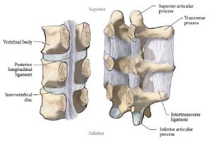 Illustration of three stacked vertebrae, sectioned coronally, showing the posterior longitudinal and intertransverse ligaments